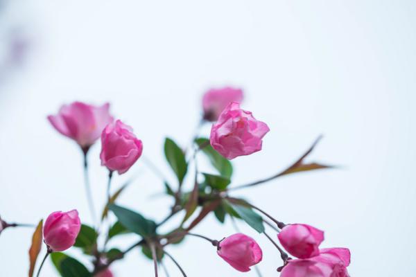 怎么让垂枝海棠二次开花