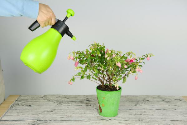 倒挂金钟如何浇水施肥