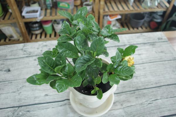 栀子花不用买，朋友家折个枝，就能爆盆