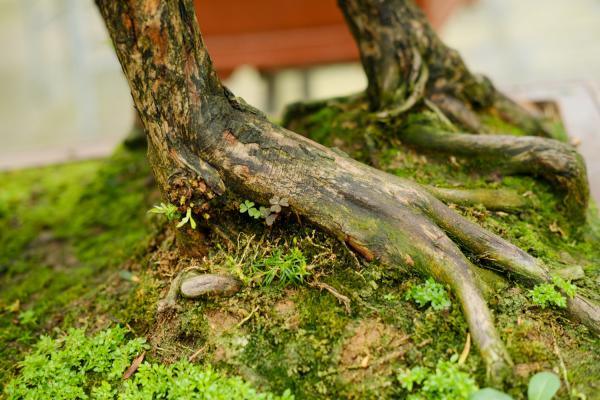 怎么给罗汉松换盆