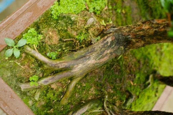 罗汉松施肥技巧