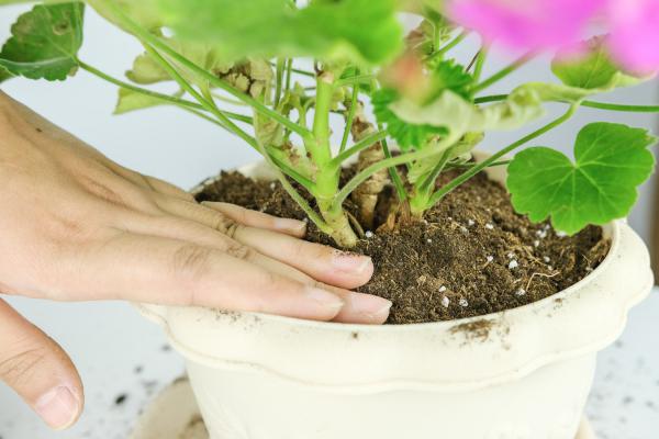 天竺葵秋天怎么养