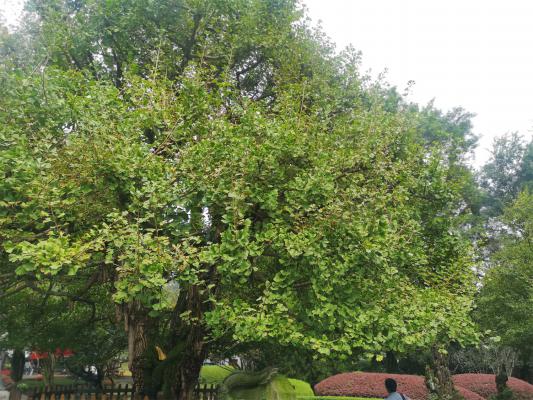 银杏的繁殖方法