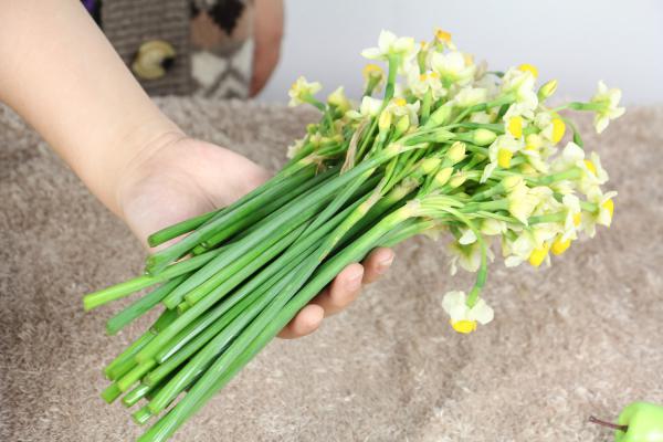 水仙花的花期控制