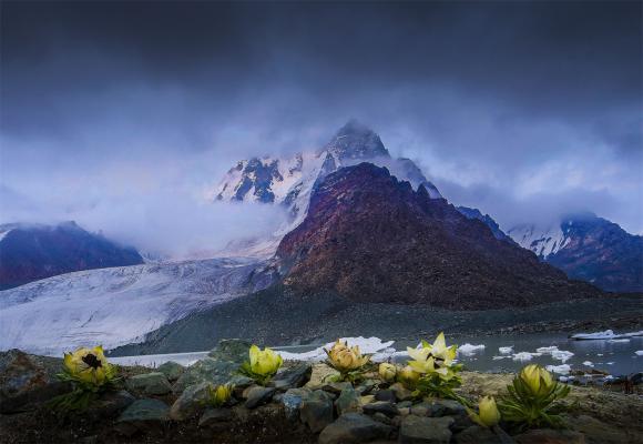 保护天山雪莲：雪莲花的人工养殖