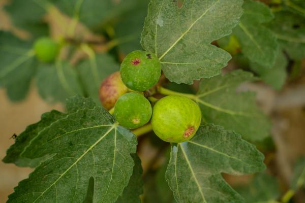 无花果怎么越冬