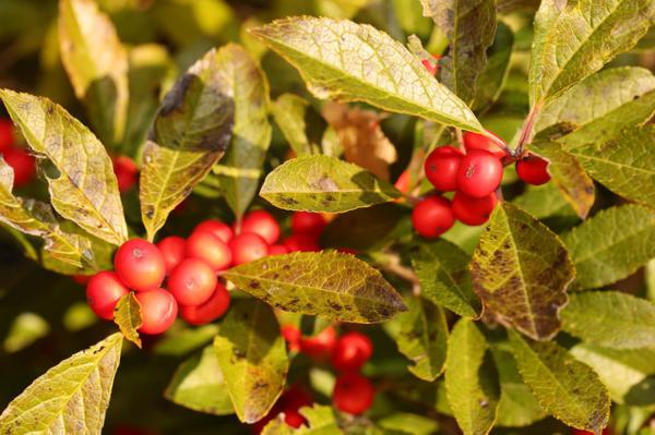 冬青的繁殖方法