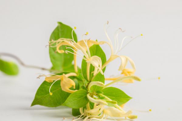 金银花种子怎么种