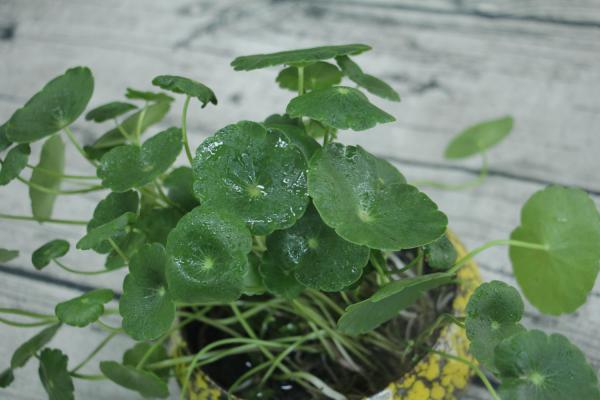 水培铜钱草可不可以养鱼