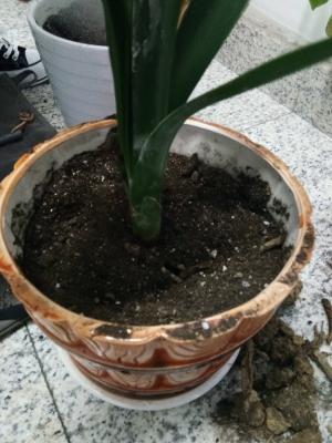 君子兰的花期养护方法