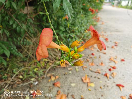 凌霄花怎么整形修剪