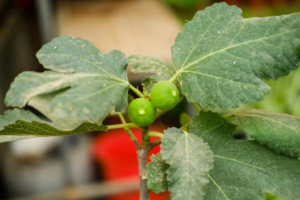 防止无花果落果的方法