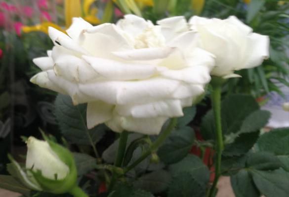 月季花冬季要怎么养