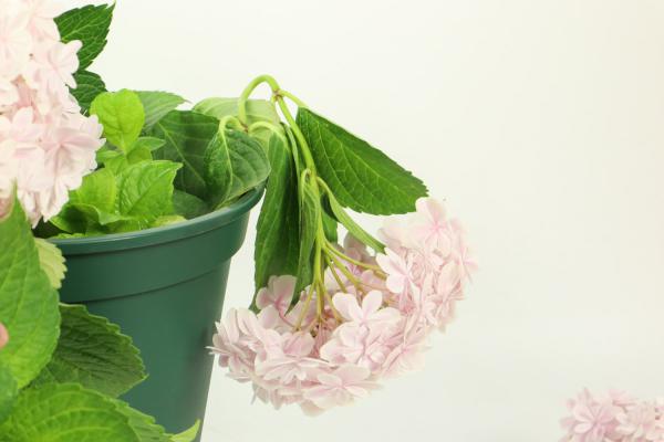 八仙花的施肥技巧