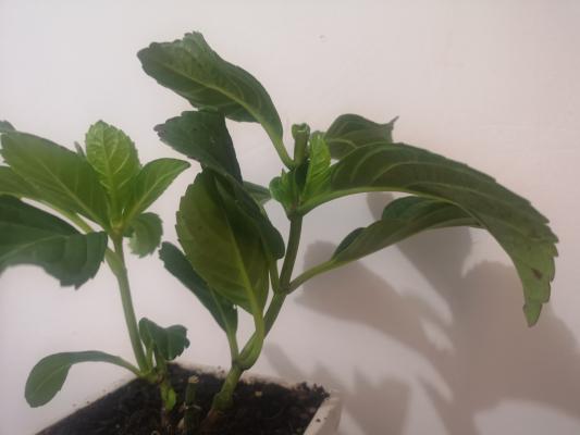 八仙花怎么矮化