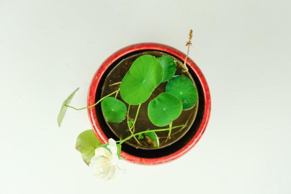 水养碗莲养怎么用水呢