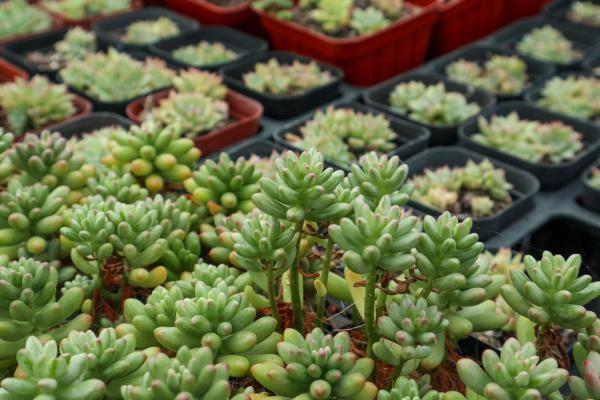 虹之玉怎么养可以红的漂亮