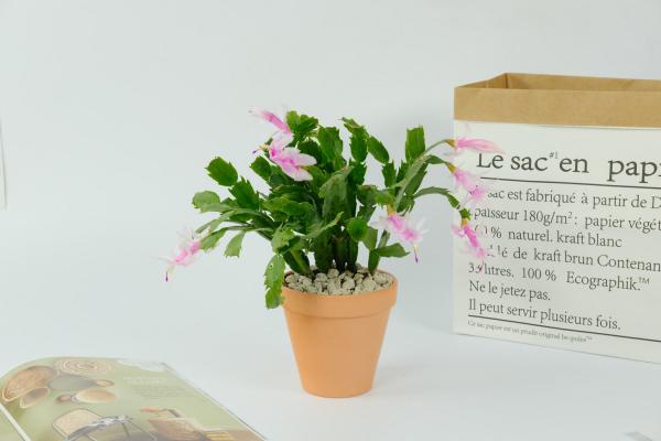 蟹爪兰怎么养可以开花好