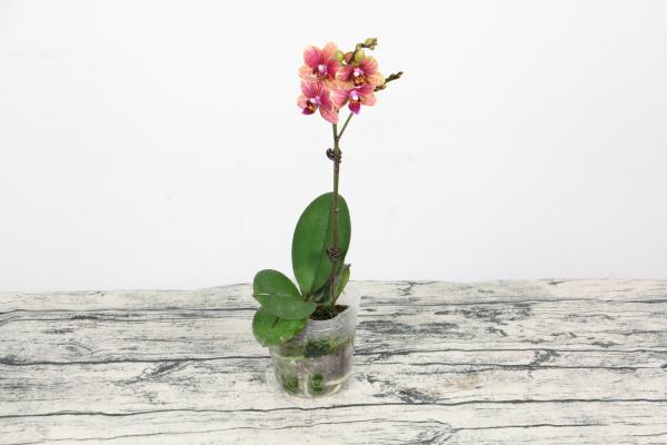 蝴蝶兰怎么催花