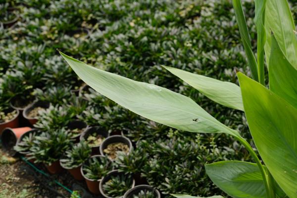 美人蕉怎么过冬