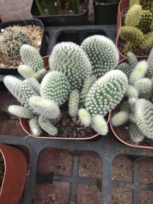 仙人掌怎么移植换盆