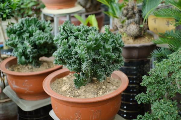 麒麟掌怎么繁殖