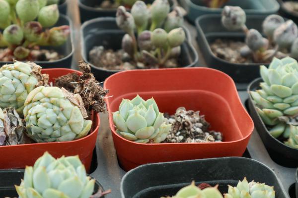 静夜秋季要怎么养