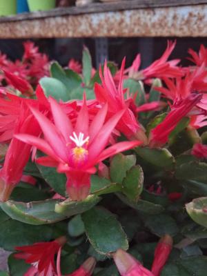 假昙花的四季养护