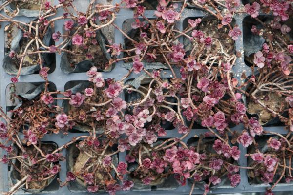 小球玫瑰怎么繁殖