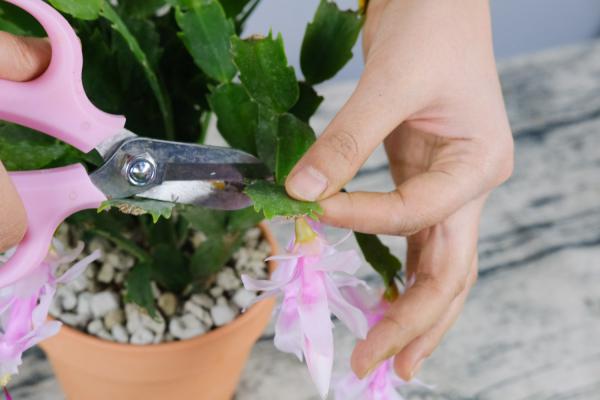 掌握这7点，蟹爪兰花开不断不是梦