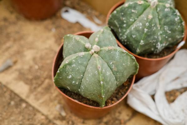 鸾凤玉冬天要怎么养