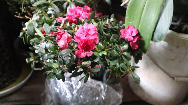 家里养这样一盆杜鹃盆景，过年倍儿有面子！