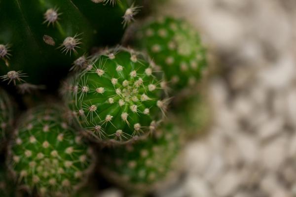 仙人球的四季管理方法