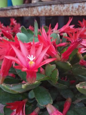 假昙花的繁殖方法大全