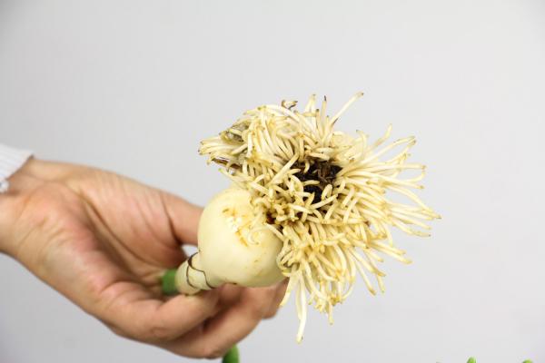 水仙种球催芽四大法
