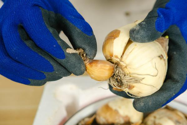 水仙花怎么催花