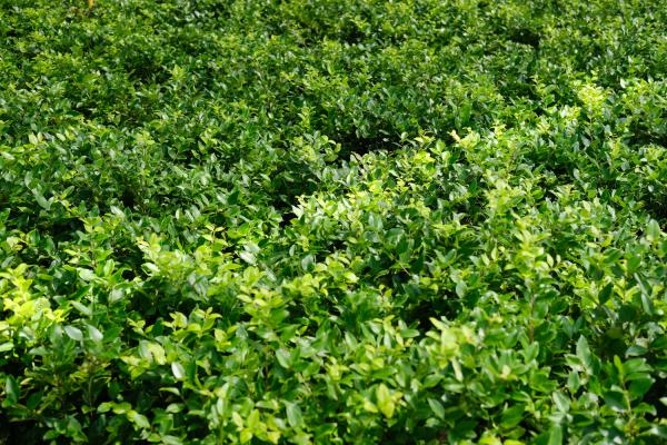 女贞的繁殖方法大全