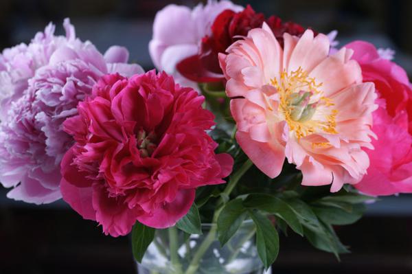 牡丹花的花期控制