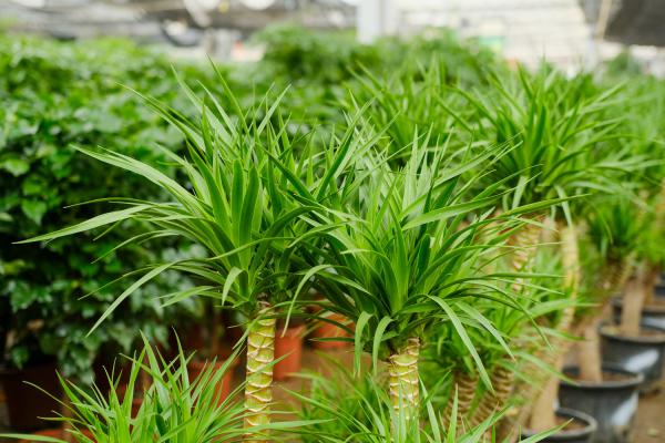 龙血树怎么修剪