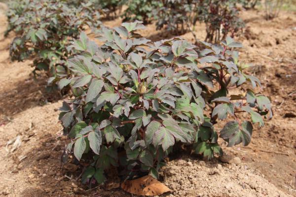 牡丹花如何进行分株繁殖