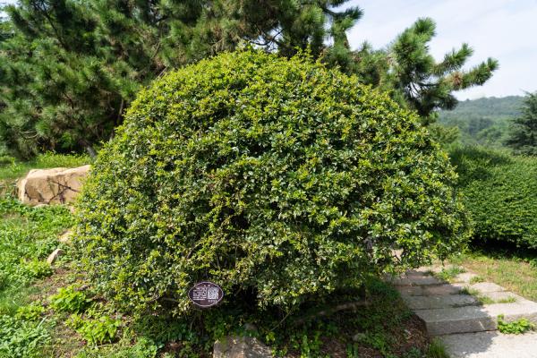 火棘的繁殖方法