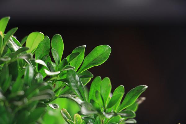 米兰花怎么浇水施肥