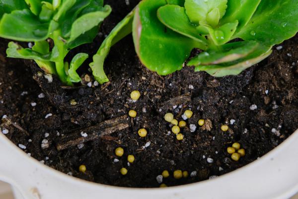 长寿花繁殖方法和注意事项