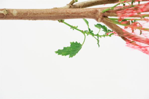 小木槿怎么修剪