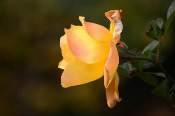 月季怎么提高嫁接的成活率