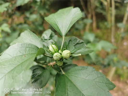木槿怎么播种和压条