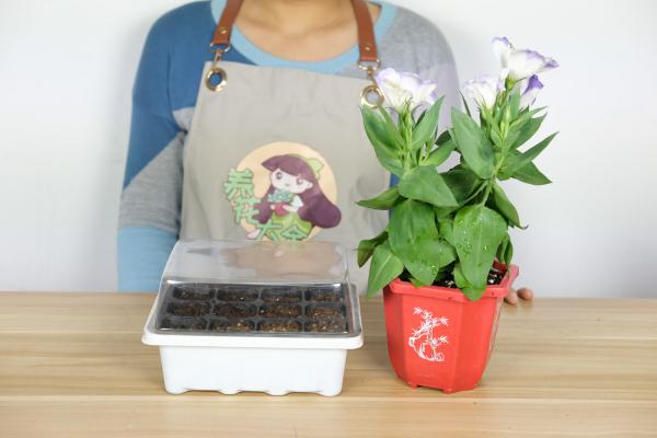 洋桔梗的花期调控