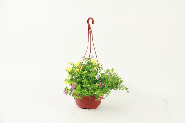 百万小铃开花后怎么养护