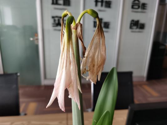 朱顶红怎么换盆