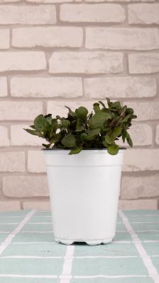 薄荷的分株和播种